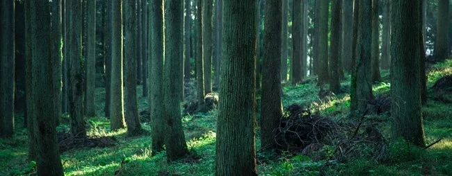 「飯野海運、国内森林由来のJ-クレジットを通じて温室効果ガス削減に貢献」のアイキャッチ画像