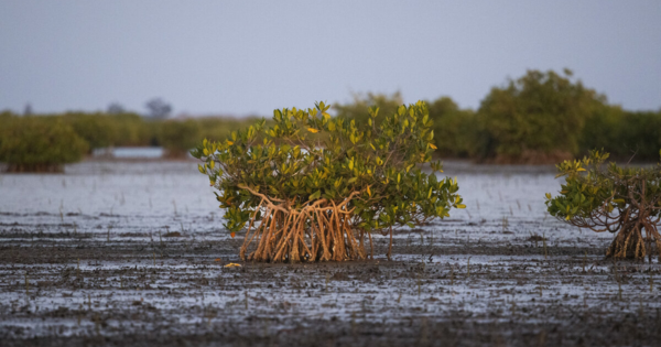 Climate Impact PartnersとWeForest、セネガルのマングローブ再生プロジェクトで100万トンの炭素除去を実現