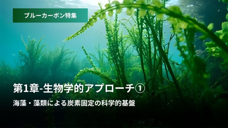 ブルーカーボン特集:第1章 – 生物学的アプローチ ①海藻・藻類による炭素固定の科学的基盤