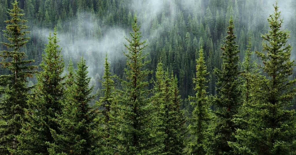 森林保全の算定精度をAIで高度化　Equitable Earthが新基準「M002」を公開