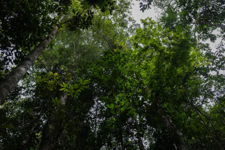 EverlandとBNP Paribas、REDD+新基準下で5,000万ドルの森林保全資金を創出　アマゾンの先住民主導プロジェ...