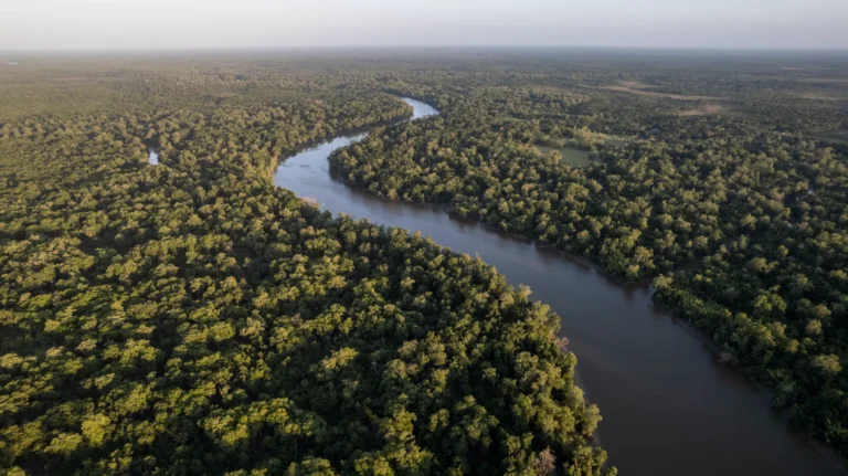 ペトロブラスとBNDES、アマゾン再生プロジェクト開始　CO2を1,500万トン削減目指すカーボンクレジット事業