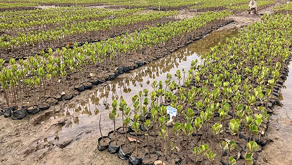 住友商事、アフリカでマングローブ植林によるカーボンクレジット事業に参入　総量3,400万トン規模を目指す