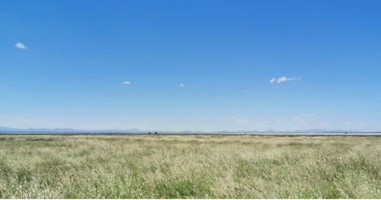 Deloitte NSE、「土壌カーボンクレジット」に出資　メキシコ北部の草原再生支援で脱炭素加速