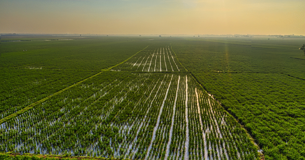 「追加性なき排出削減は行わない」　Jizoku、渇水地域で農業系カーボンクレジット創出を停止