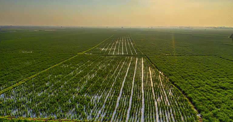 「追加性なき排出削減は行わない」　Jizoku、渇水地域で農業系カーボンクレジット創出を停止