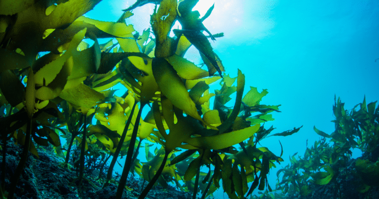 富士通、ブルーカーボンの高速測定技術を確立　海洋「MRV」のボトルネック解消によるJブルークレジット創出...