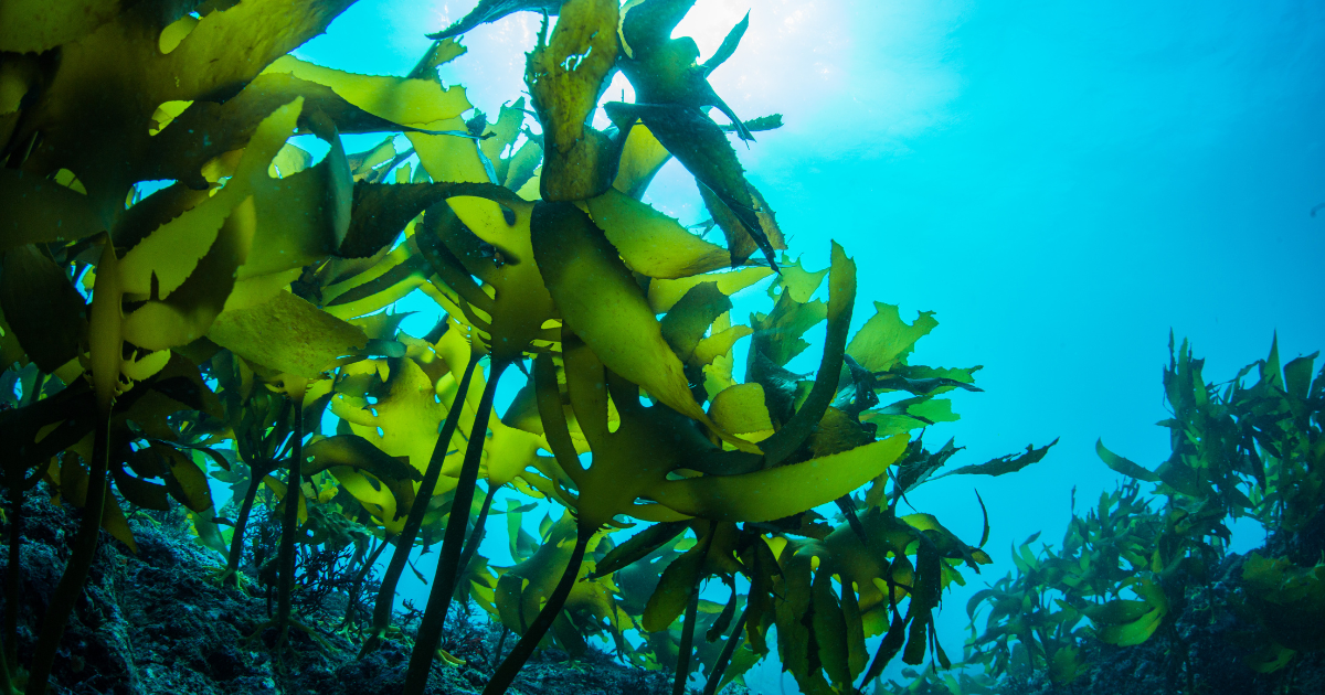 「富士通、ブルーカーボンの高速測定技術を確立　海洋「MRV」のボトルネック解消によるJブルークレジット創出加速へ」のアイキャッチ画像