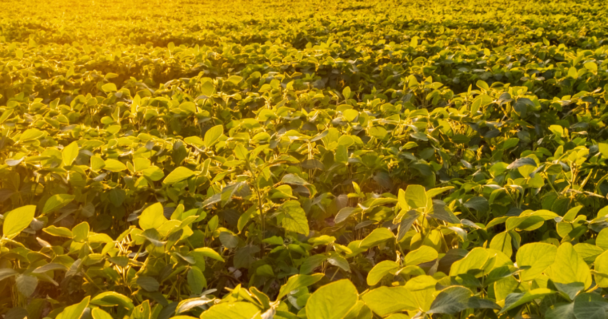 「Indigo、「土壌CO2除去」に新たな信頼基準　ICVCMが「再生型農業」にCCPs認証」のアイキャッチ画像