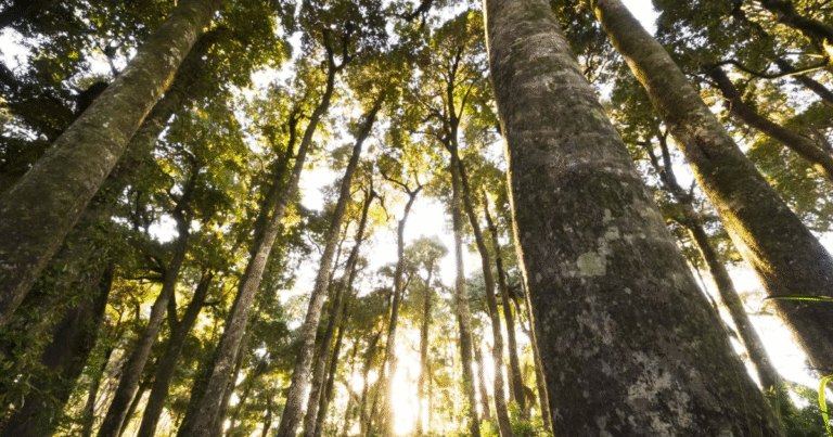 Verra、審査開始を早める「優先レーン」を試験導入　審査待ち問題を解決へ