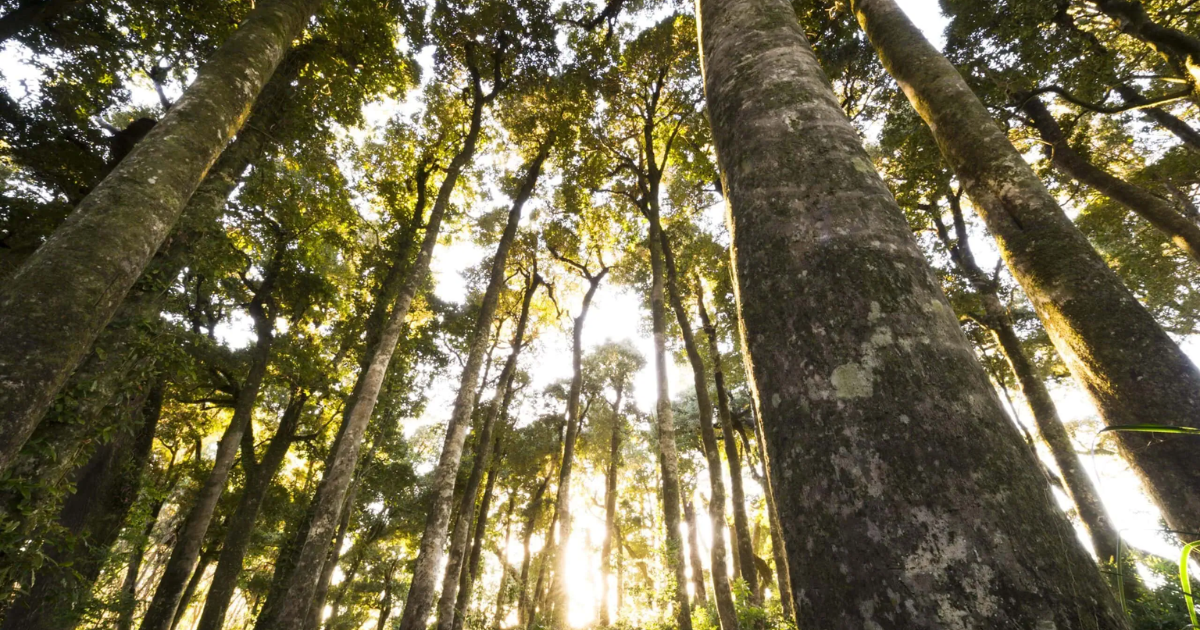 「Verra、審査開始を早める「優先レーン」を試験導入　審査待ち問題を解決へ」のアイキャッチ画像