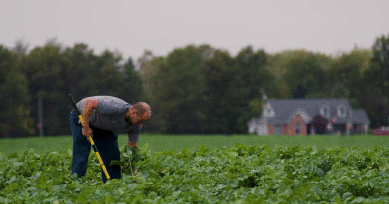 「再生型農業」支援で土壌炭素除去カーボンクレジットを購入　ホンダがIndigo AGのプログラムに参加