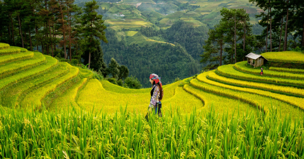 ICVCM　初の「持続可能な農業」手法をCCPs承認　米CARとVerraが取得