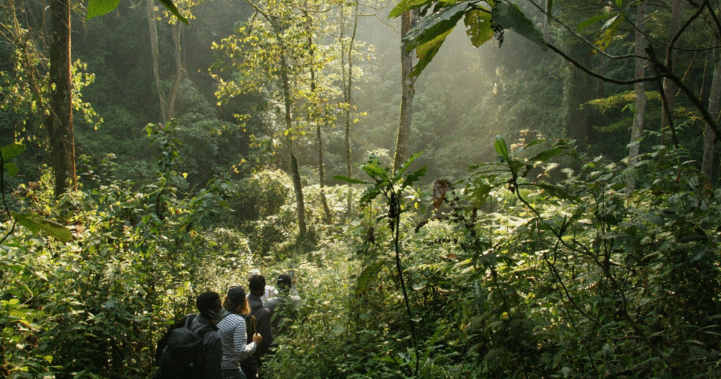 COP30　英政府が「AIM4Forests」に追加支援　森林監視強化とJ-REDD+拡大で透明性向上