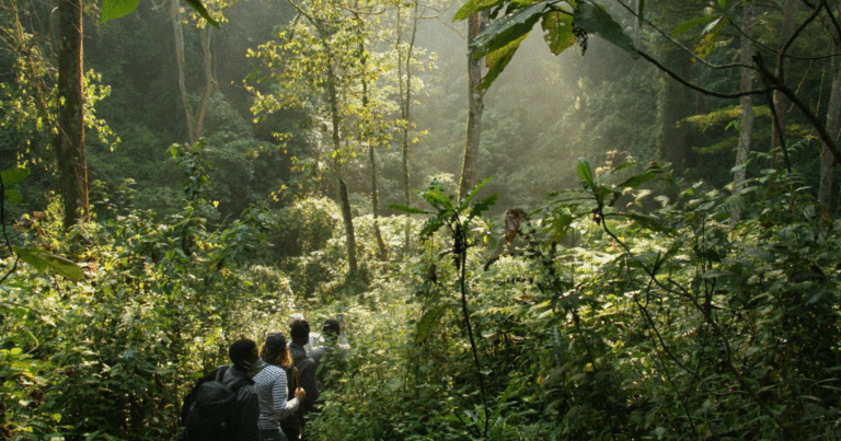 COP30　英政府が「AIM4Forests」に追加支援　森林監視強化とJ-REDD+拡大で透明性向上