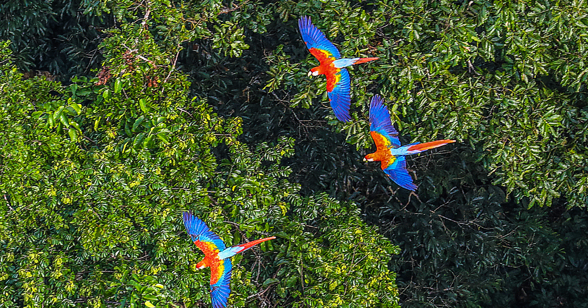 「パリ協定第6条の現在地とCOP30以後　運用フェーズに入った「高インテグリティ市場」をどう形にするか」のアイキャッチ画像