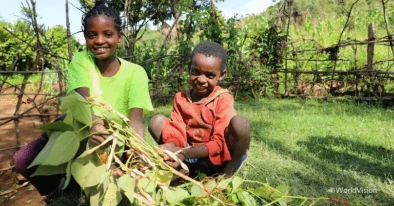 野村證券とWVJがJCM事業で提携　「住民主体の森林再生」でカーボンクレジット創出へ