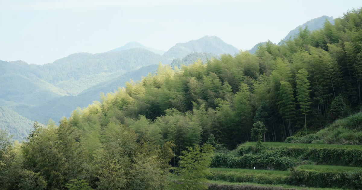 「Verra、中国の森林プロジェクトで不正発覚　45件のプロジェクトと442万トンのカーボンクレジット無効化と補填を命令」のアイキャッチ画像