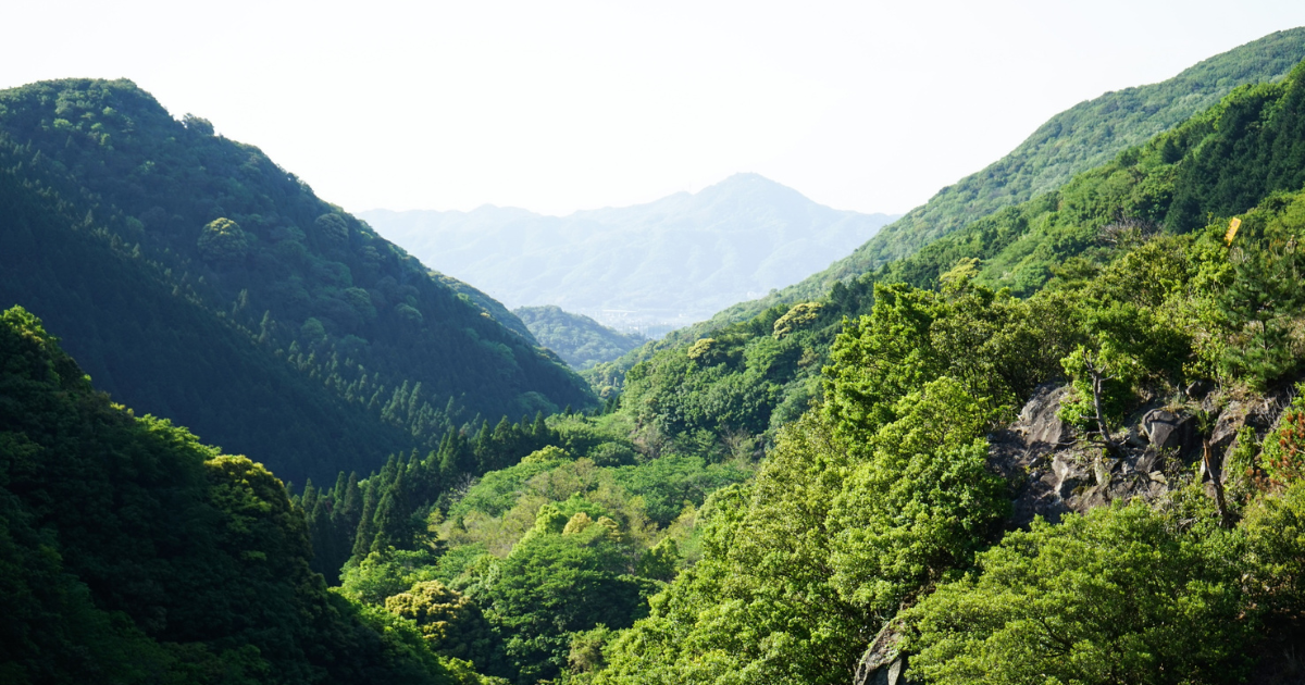 「東京海上アセット「森林J-クレジット」創出へ　小田原市森林組合と多面的価値の可視化狙う」のアイキャッチ画像