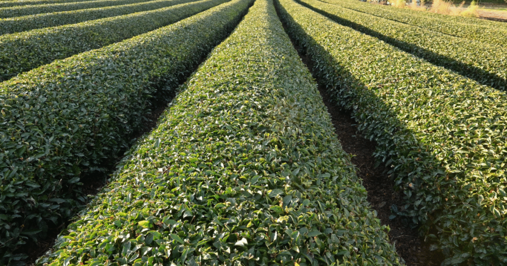 茶業でのJ-クレジット創出へ「方法論」承認を要望　埼玉県が政府へ意見書提出