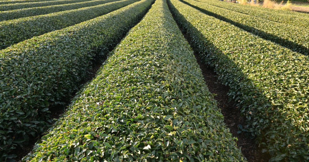 「茶業でのJ-クレジット創出へ「方法論」承認を要望　埼玉県が政府へ意見書提出」のアイキャッチ画像