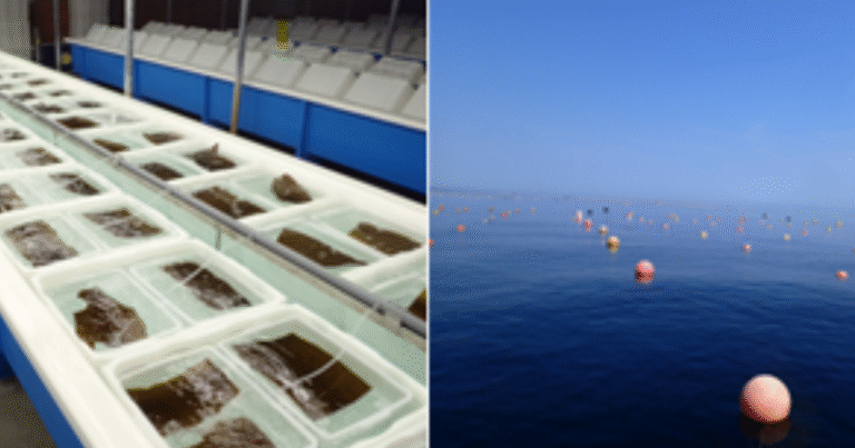 ENEOS、「北海道」で大規模ブルーカーボン実証へ　道総研と連携しコンブ養殖によるCO2吸収検証を開始