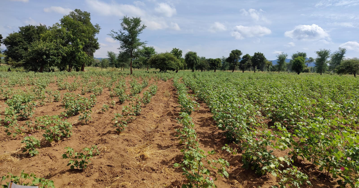 「PlanbooとBCI、インド綿花農場で「バイオ炭」生成へ　Scope 3削減とカーボンクレジット創出を実証」のアイキャッチ画像