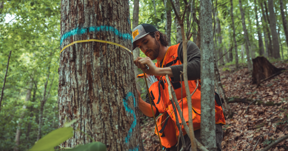 「ICVCMのCCPs基準適合の森林管理手法でカーボンクレジット発行開始　米AnewらがACR「IFM 2.1」適用」のアイキャッチ画像