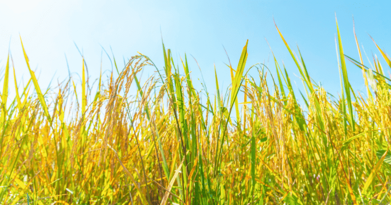 トヨタ自動車東日本とフェイガー、J-クレジット創出米を社員食堂で提供「農業由来の脱炭素価値」の地域循環...