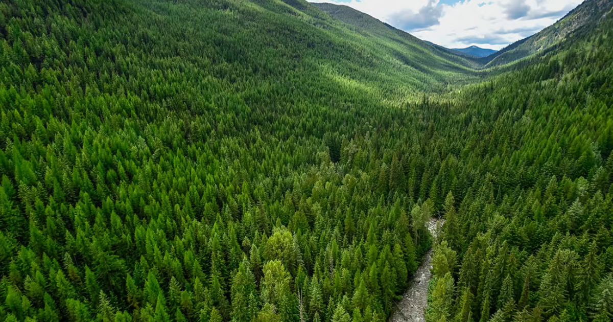 「Verra、初の「CCPラベル」付き森林管理カーボンクレジットを発行　動的ベースライン採用の新手法で信頼性向上」のアイキャッチ画像