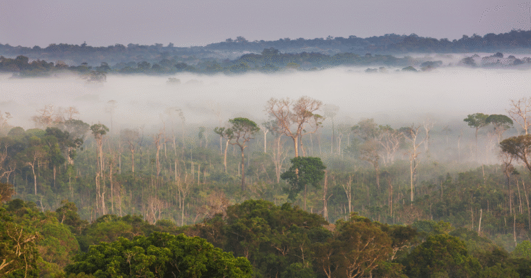 住民への恫喝と土地剥奪が浮き彫り　ブラジルREDD+事業の認証中止を先住民団体らが要求