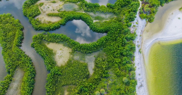 日本初「マングローブ」由来のカーボンクレジット創出　伊藤忠と宇検村がJブルークレジット認証を取得