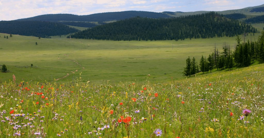 モンゴル草地の炭素回復へ新事業　アジア開発銀行がカーボンクレジット創出の試行開始