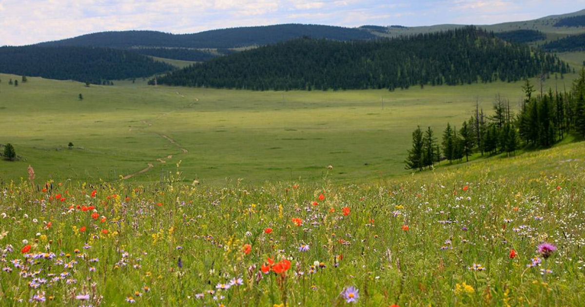 「モンゴル草地の炭素回復へ新事業　アジア開発銀行がカーボンクレジット創出の試行開始」のアイキャッチ画像