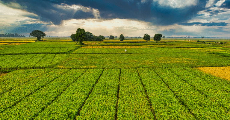 EU農業界「CBAM肥料適用」の延期を要請　不透明な炭素コスト算出と供給網混乱を懸念