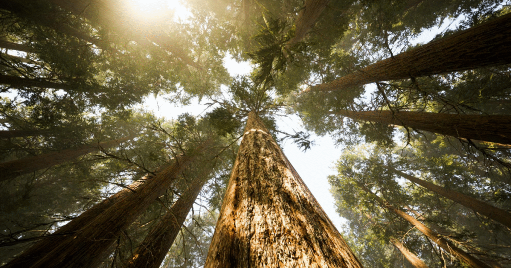 EU委員会、CO2除去認証の実施規則を採択　「バイヤーズクラブ」創設で需要創出へ