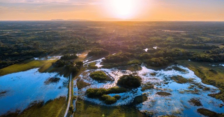 ブラジル州政府がカーボンクレジット管理組織「SPV」を設立　REDD+や植林で2030年ネットゼロ目標