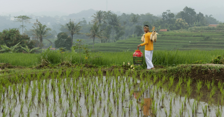 Green CarbonとShellが提携　フィリピン水田でJCMクレジット創出へ