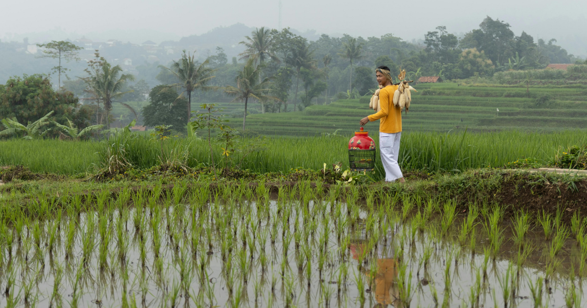 「Green CarbonとShellが提携　フィリピン水田でJCMクレジット創出へ」のアイキャッチ画像
