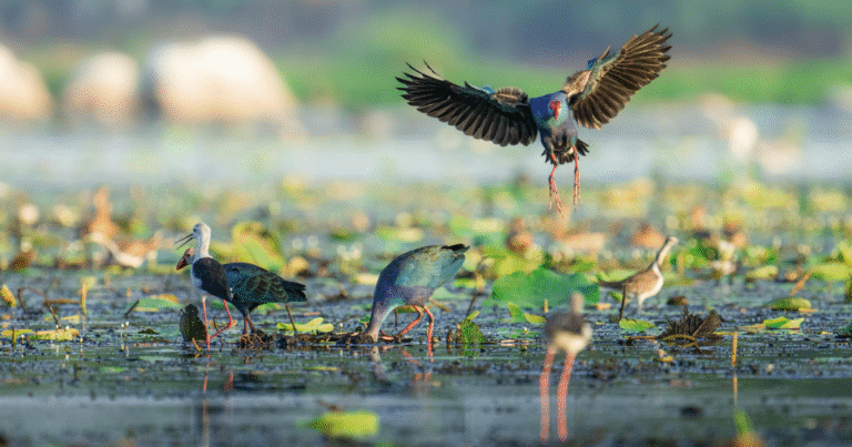 大阪市がブルーカーボン23.3トンを公募　「大阪南港野鳥園」のJブルークレジット第2期分