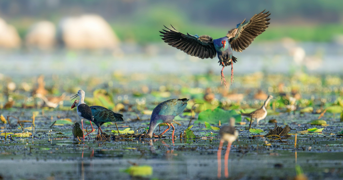 「大阪市がブルーカーボン23.3トンを公募　「大阪南港野鳥園」のJブルークレジット第2期分」のアイキャッチ画像
