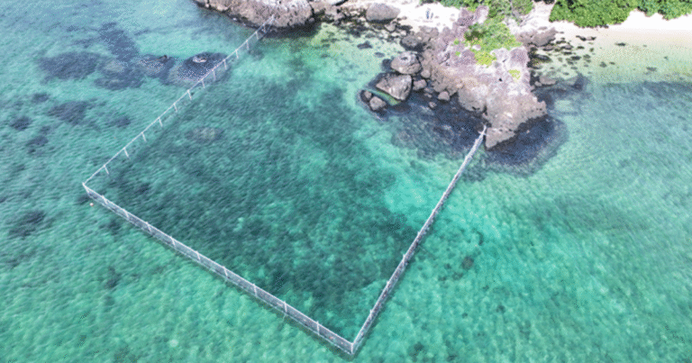 国内初「絶滅危惧種再生」でJブルークレジット取得　沖縄・石垣島のウミショウブ保全を事業化