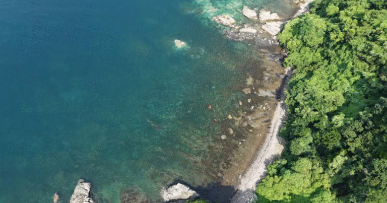 東京海上アセマネ、出光興産、商船三井の3社が展開する藻場再生の実証　ブルーカーボン商用化へ加速