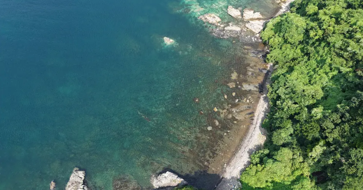 「東京海上アセマネ、出光興産、商船三井の3社が展開する藻場再生の実証　ブルーカーボン商用化へ加速」のアイキャッチ画像