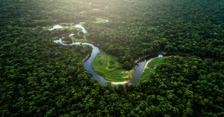 ブラジル全土の炭素蓄積量を可視化へ　石油大手のPetrobrasとShellが28億円規模の投資で「国内初の基準」策...