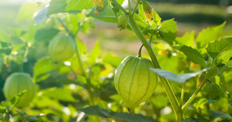 KMGBF準拠のカーボンクレジット手法6種を公開　台湾「里山メイス・イニシアチブ」が生物多様性を統合