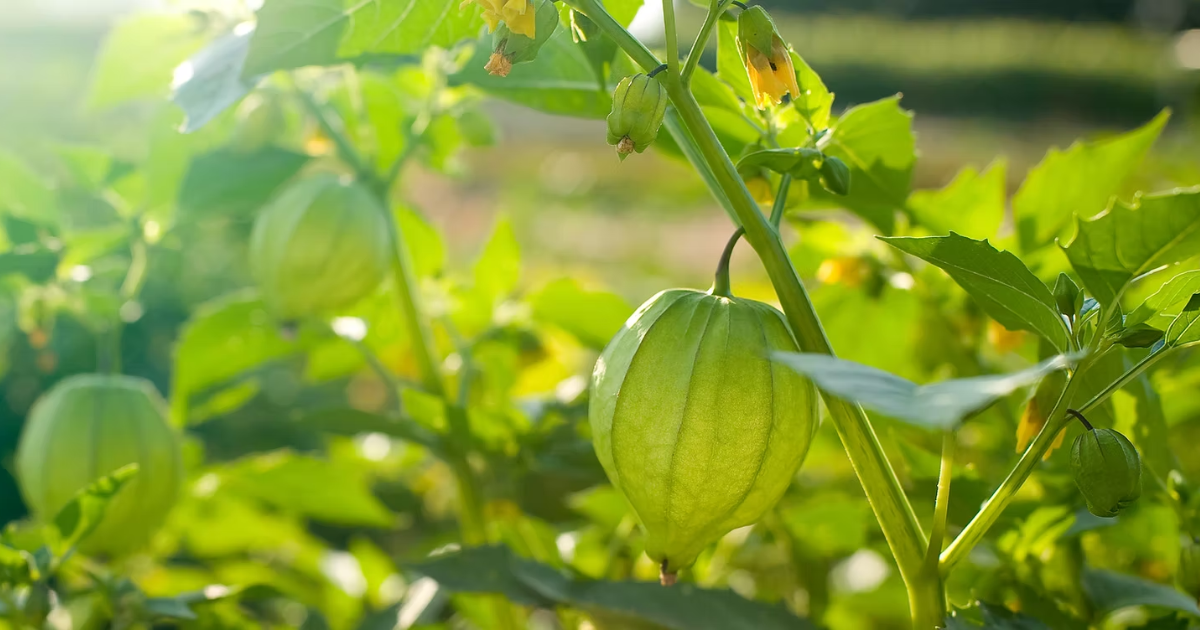 「KMGBF準拠のカーボンクレジット手法6種を公開　台湾「里山メイス・イニシアチブ」が生物多様性を統合」のアイキャッチ画像