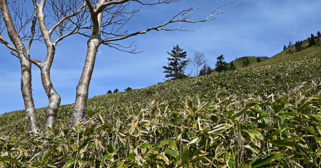 群馬で森林の生物多様性を評価　カーボンクレジットの品質向上とコベネフィットを追求