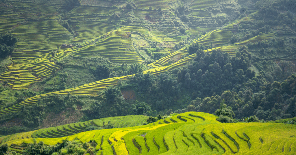カーボンクレジット大手CAR、アジア地域初のディレクターにシンハ氏を起用　APAC市場の「高透明性」と「規制統合」を加速
