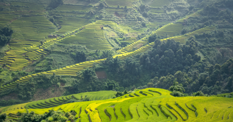 カーボンクレジット大手CAR、アジア地域初のディレクターにシンハ氏を起用　APAC市場の「高透明性」と「規...